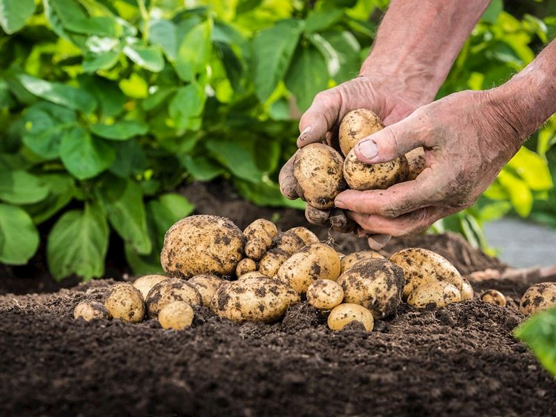 Patates Yetiştiriciliği: Evde Patates Ne Zaman ve Nasıl Ekilir?